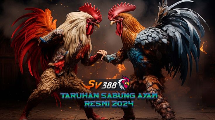 Live Games Sabung Ayam (Sabuk Ayam): Tradisi Petarungan Legendaris dalam Genggaman